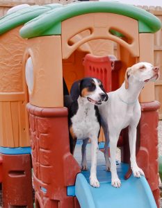 Doggy Daycare in Little Rock, North Little Rock, Fayetteville Arkansas