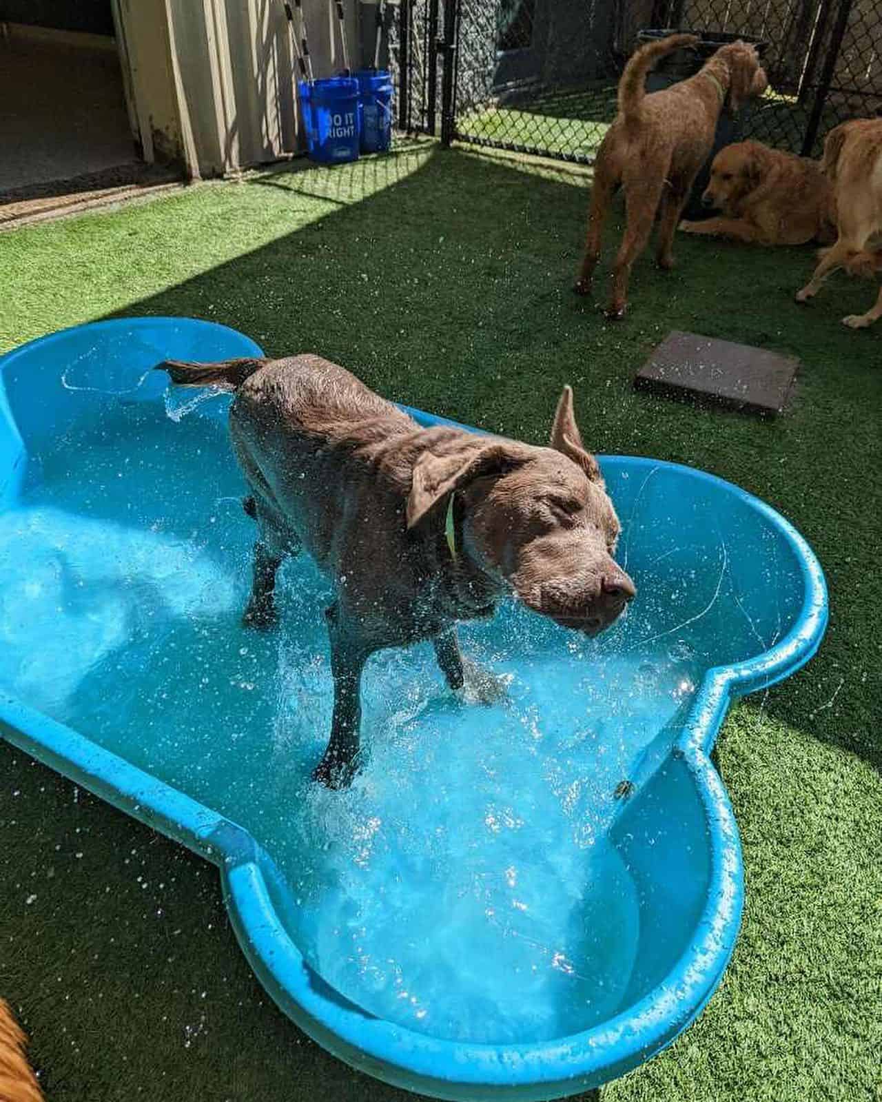 Dog playing in pool at a dog park in Arkansas