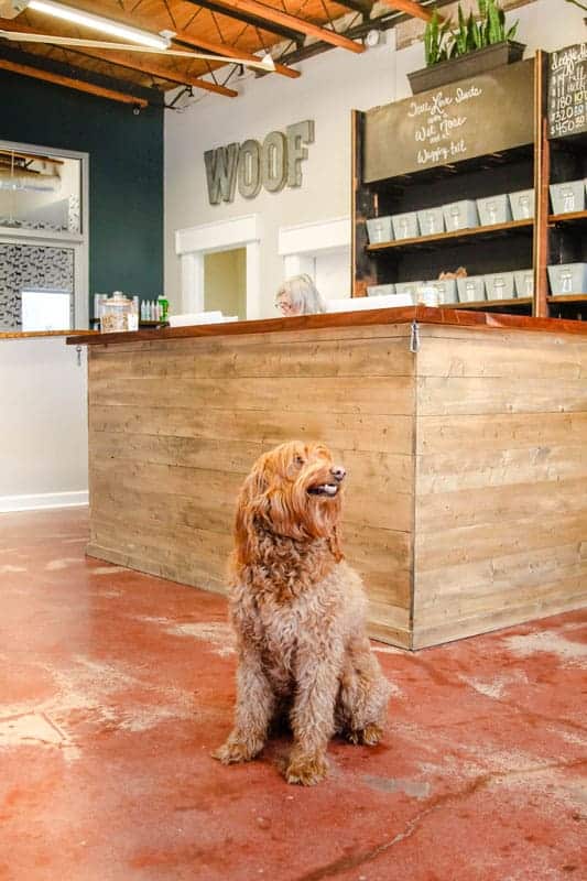 Doodle mix sitting at front desk of Hounds Lounge Riverdale Doodle mix sitting at front desk of Hounds Lounge Riverdale