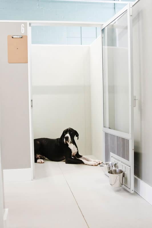 Great Dane in private dog suite at Hounds Loung Great Dane laying down in private dog boarding suite at hounds lounge arkansas