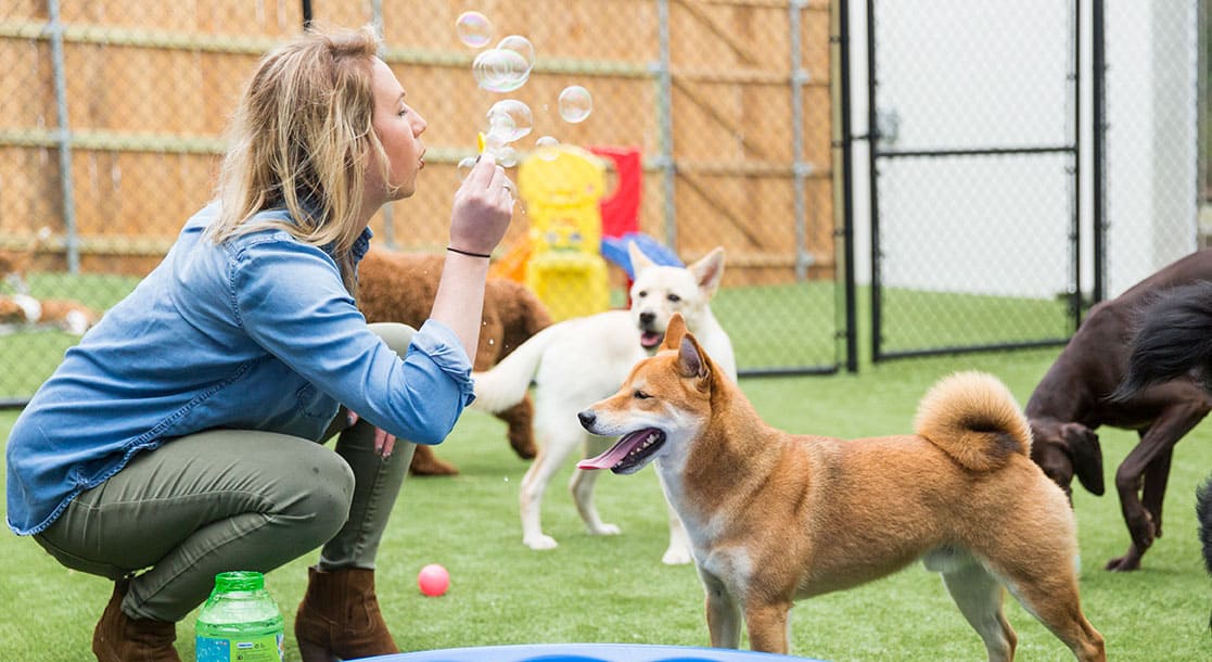 Photo of Hounds Lounge Owner Mandy blowing bubbles with dogs outside