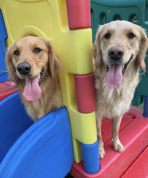 image of two golden retrievers inside outdoor play structure at Hounds Lounge pet resort