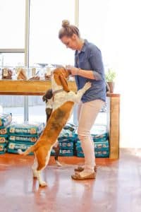 Basset Hound on hind legs getting a treat from a Hounds Lounge staff member