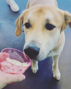 Dog getting a Treat at Hounds Lounge