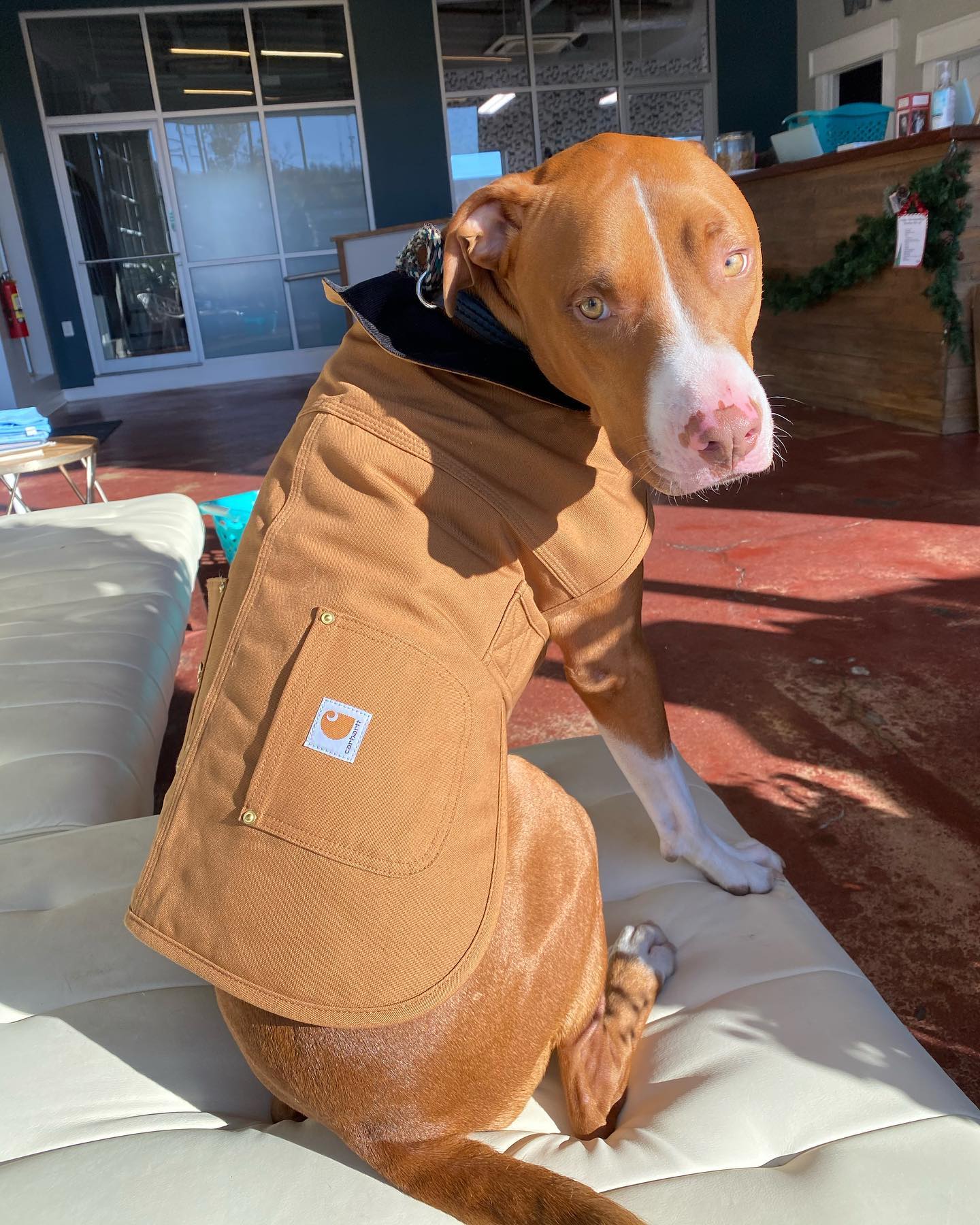 Dog in a cute vest