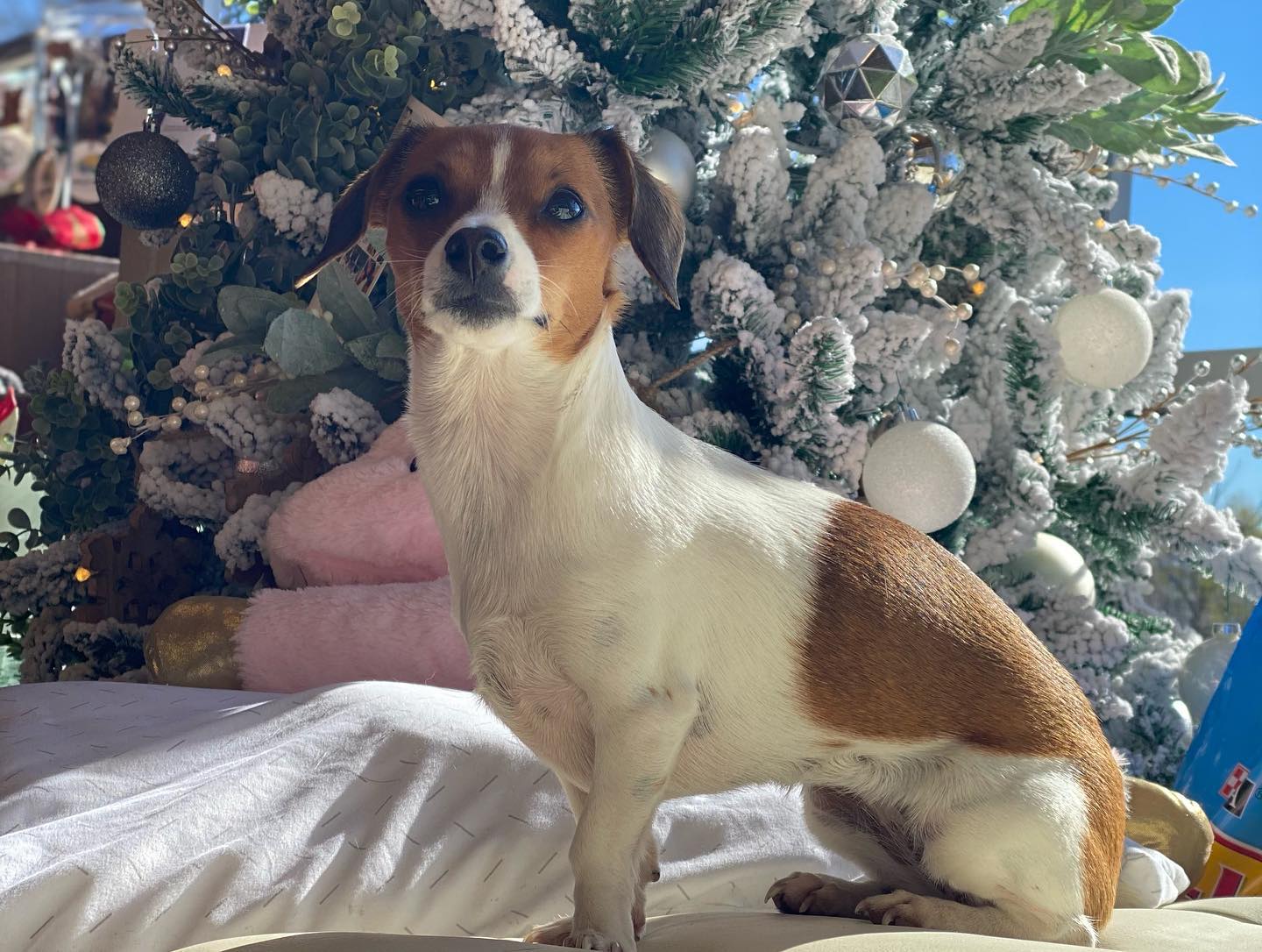 Dog in front of Christmas Tree