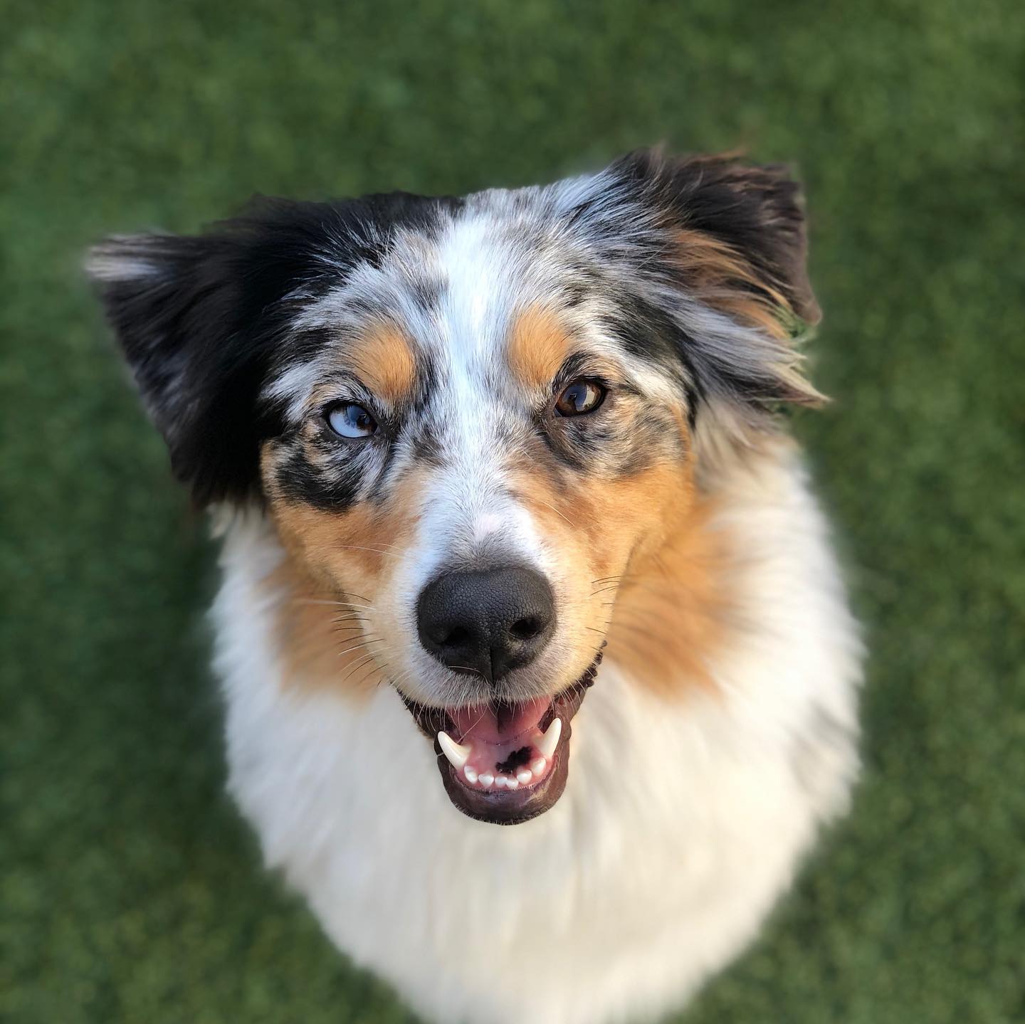 Sweet, Beautiful dog at doggy daycare