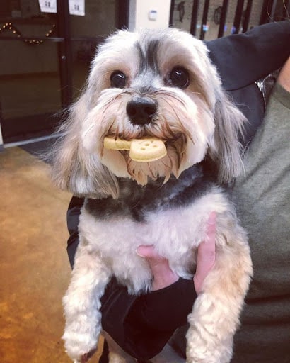 dog with peanut butter treat at Hounds Lounge Riverdale