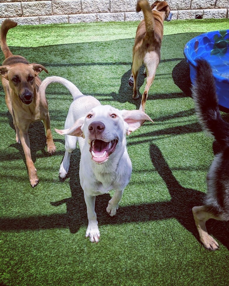 Dogs at Doggie Daycare at Hounds Lounge
