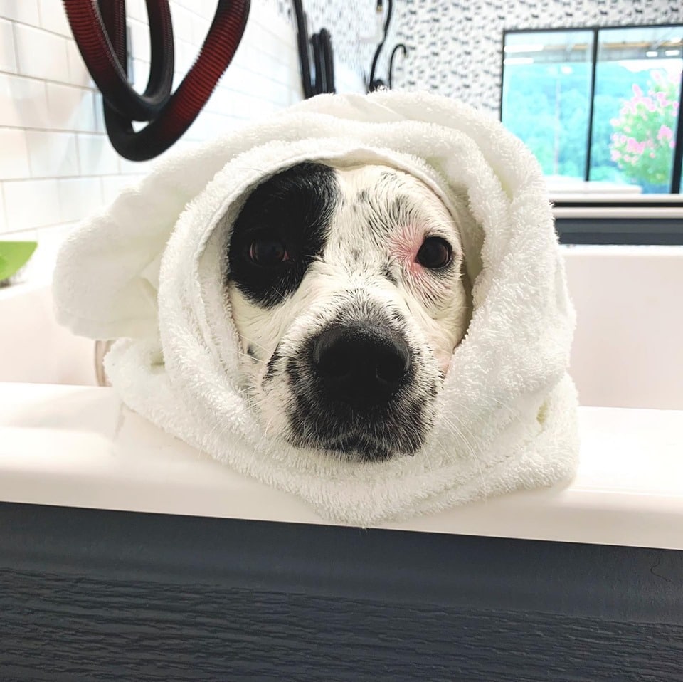 Post-bath time at the DIY dog wash station at Hounds Lounge West Little Rock Puppy dog wrapped up in a towel at Hounds Lounge