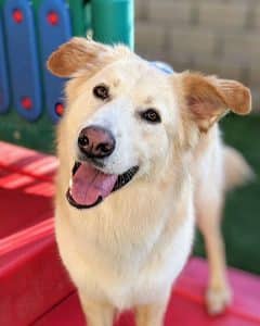 Sparkling clean golden retriever mix at hounds lounge