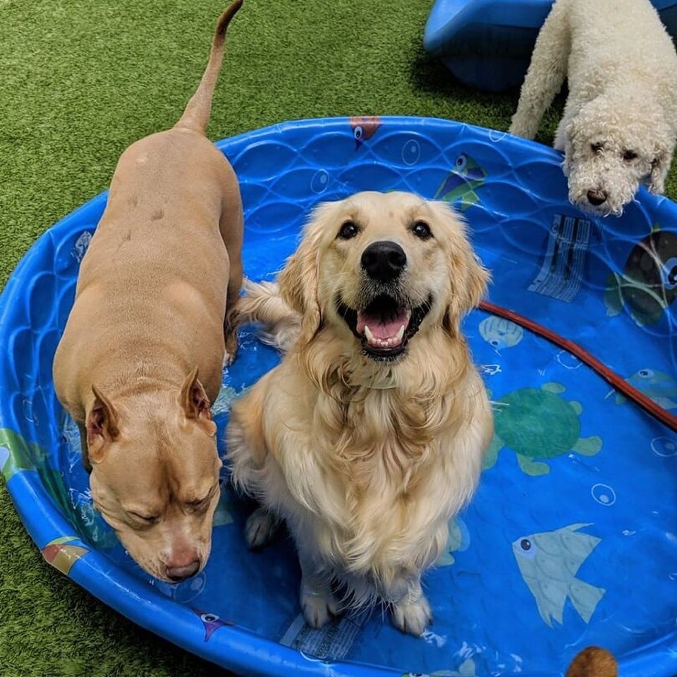 Golden Retriever playing in kiddie pool