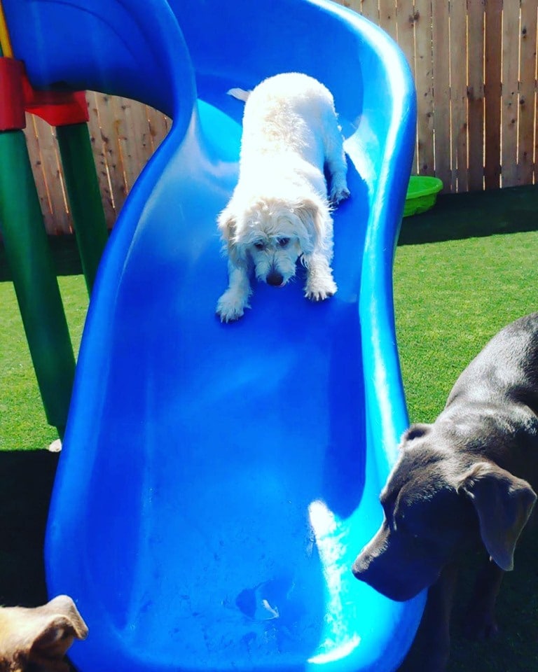 Anxious pup goes down a slide at Hounds Lounge West Little Rock