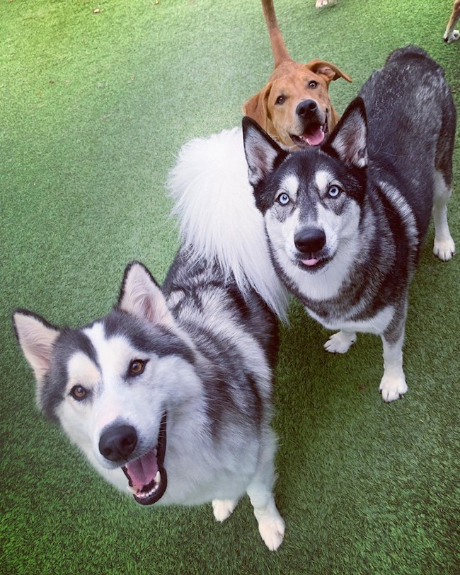 Happy pups playing at Doggie Daycare Happy pups playing at Doggie Daycare