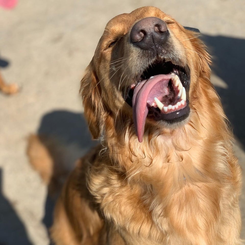 Tucker loving playtime at Hounds Lounge Riverdale