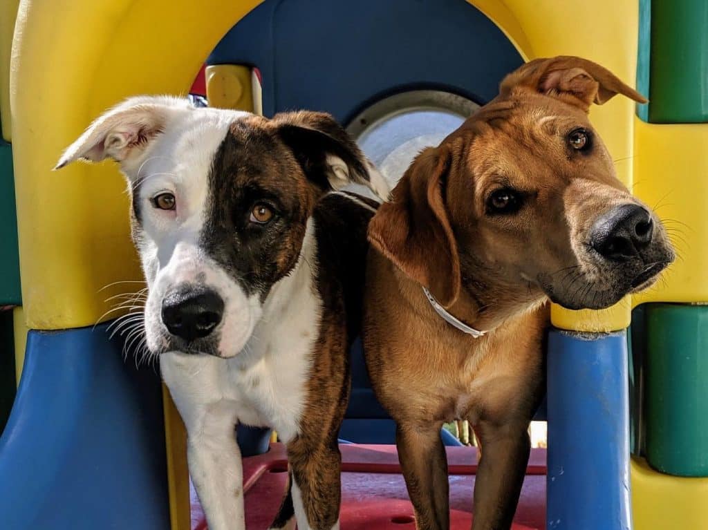 dogs overcoming separation anxiety at Hounds Lounge