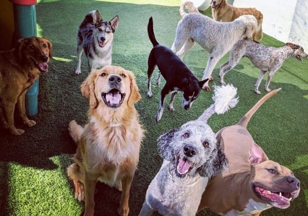 Dog Pack at the neighborhood pet resort and spa