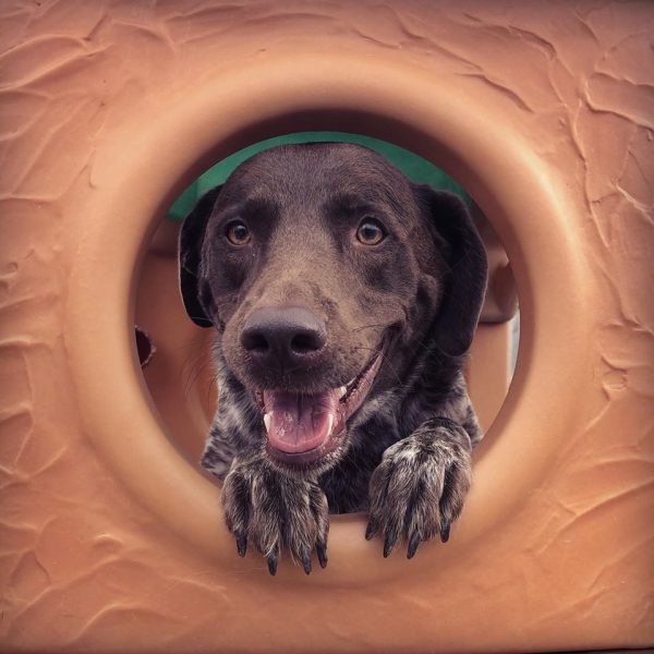 Spaniel showing off healthy paws and nails inside play structure