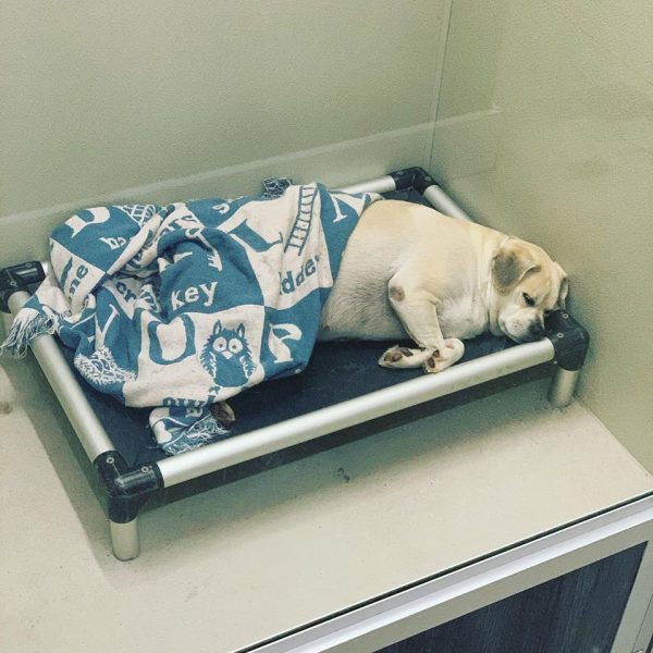 Older pug sleeping with blanket staying warm