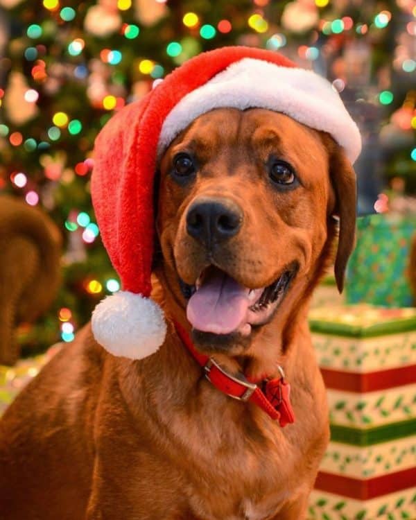 Mixed breed dog in a Santa hat in front of Christmas tree
