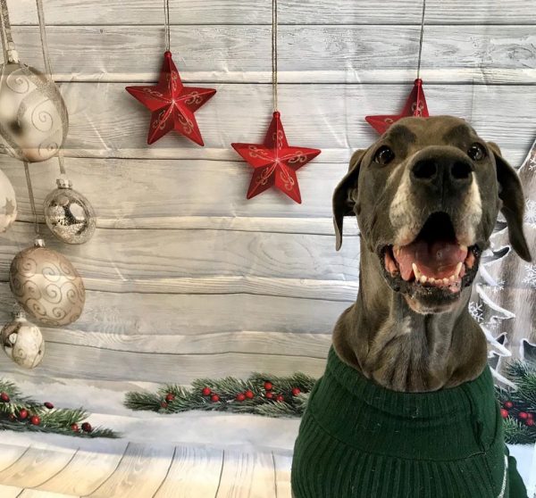 Great Dane wearing a sweater