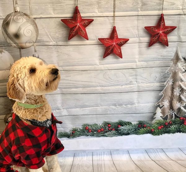 Pup wearing a plaid sweater