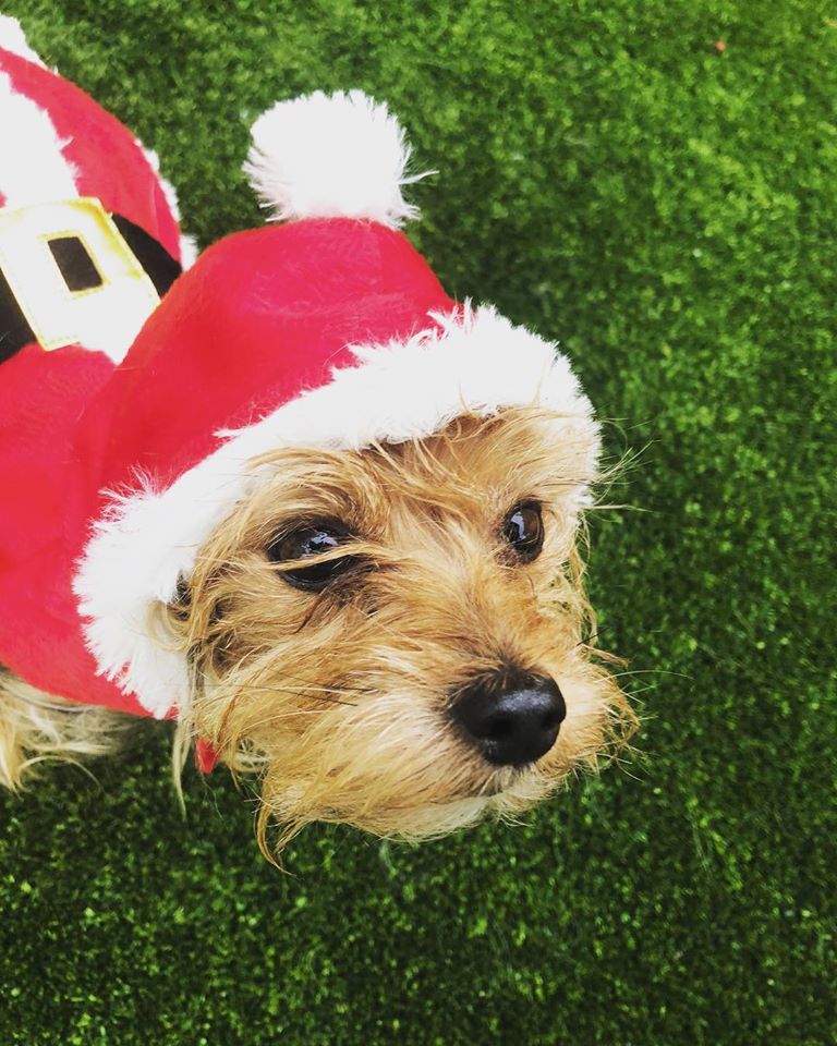 Small dog wearing a Santa outfit