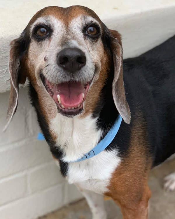 Senior beagle smiling for camera