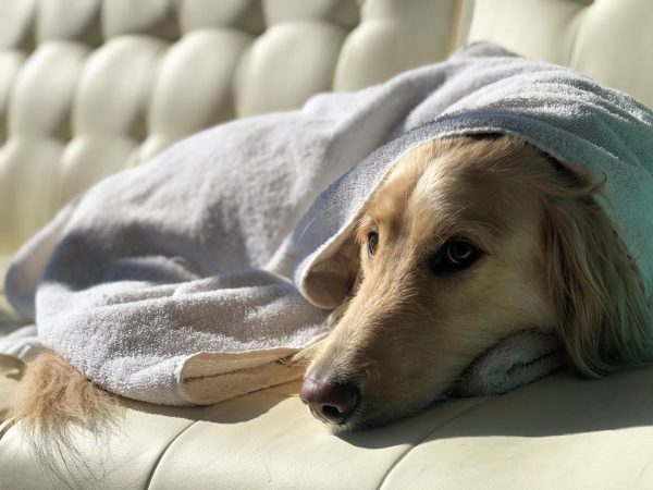 Golden Retriever drying off and getting warm under a towel 