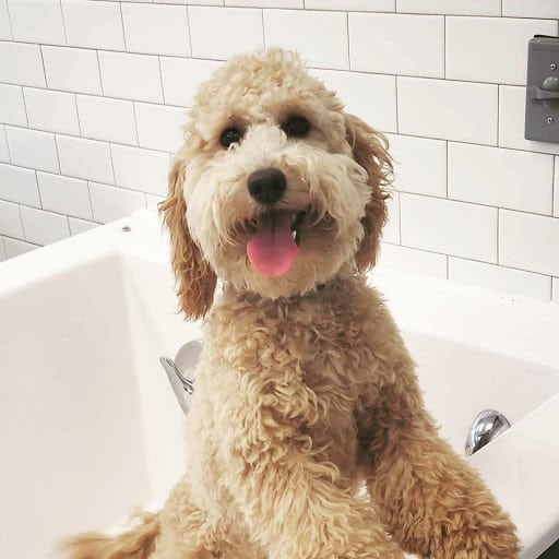 Dog bathing and grooming guide
