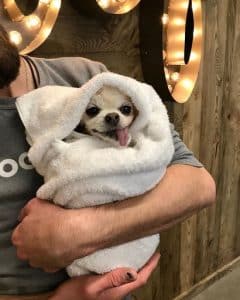 swaddled-doggo-after-a-DIY-dog-wash-at-Hounds-Lounge