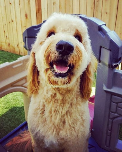 best dog clippers for doodles