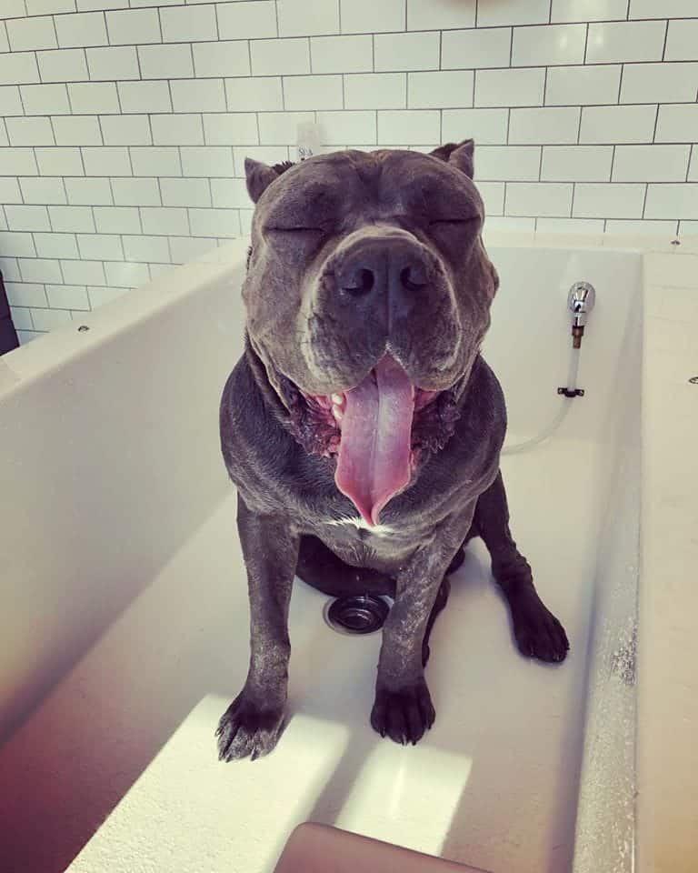 Happy Dog in the Bath