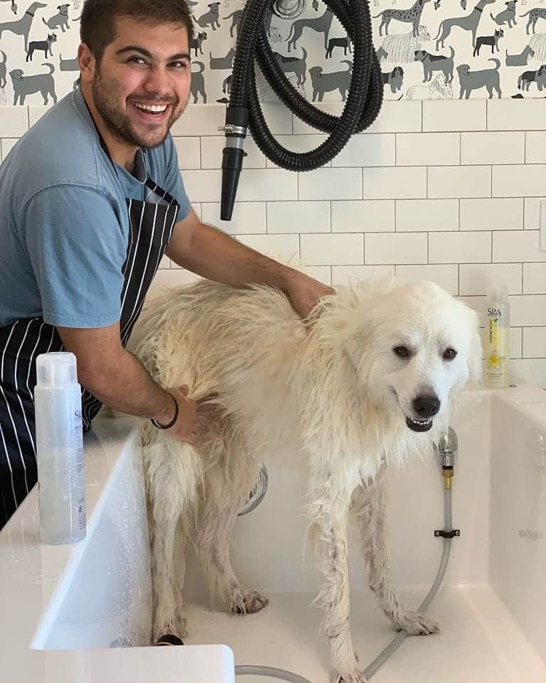 Dog with Groomer