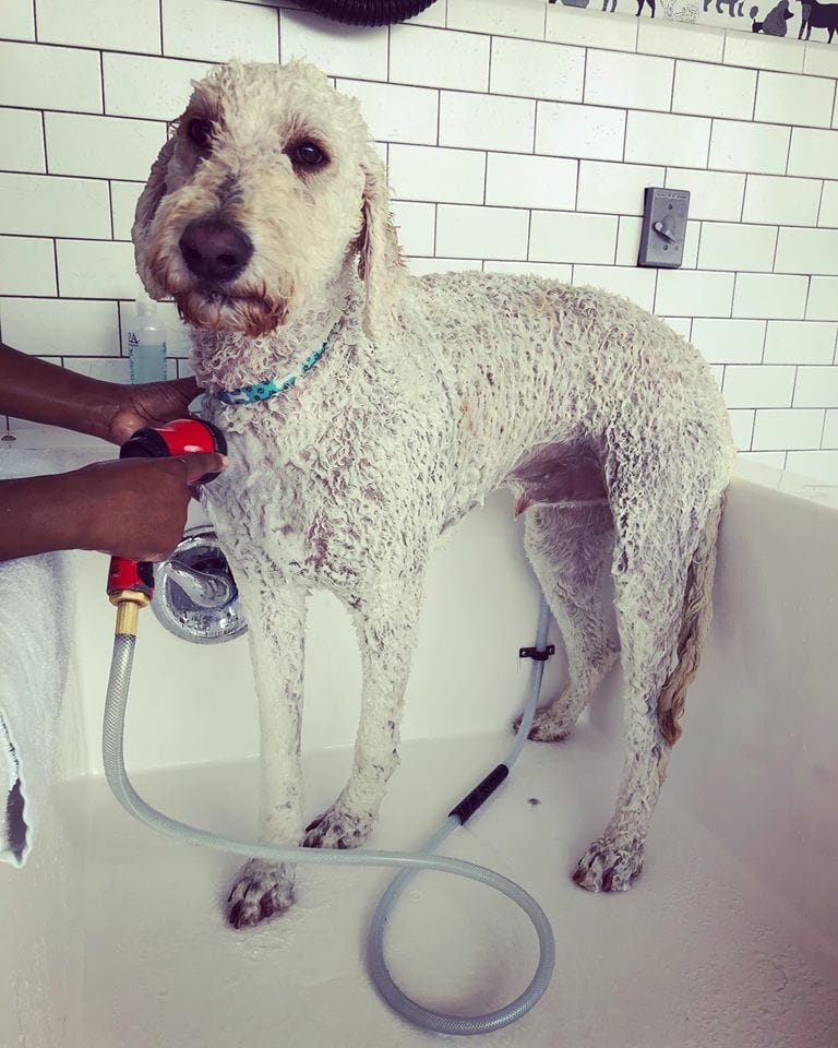 Dog Getting Bathed