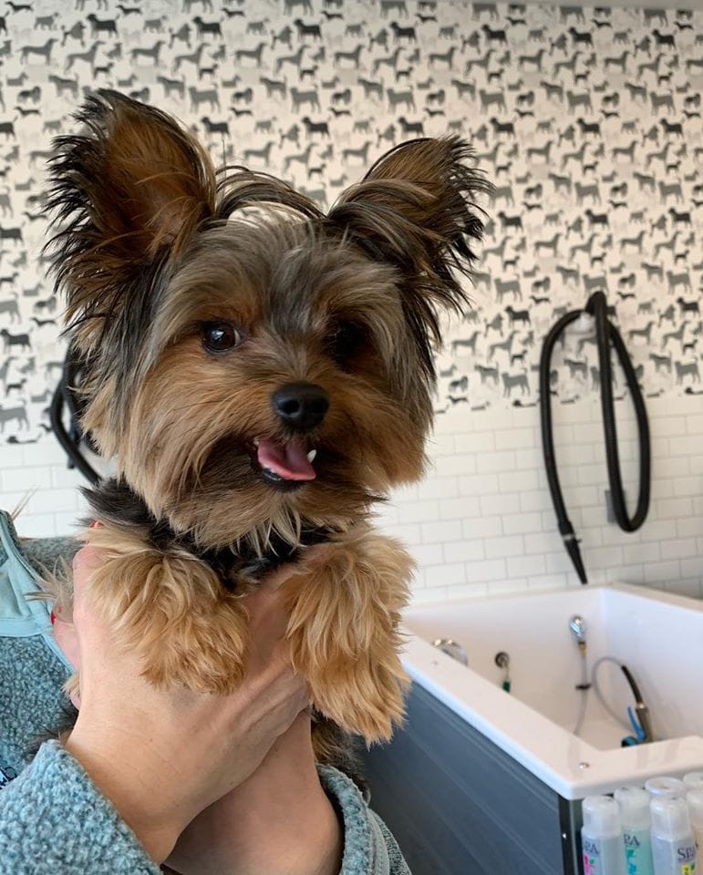 Dog Ready for the Bath