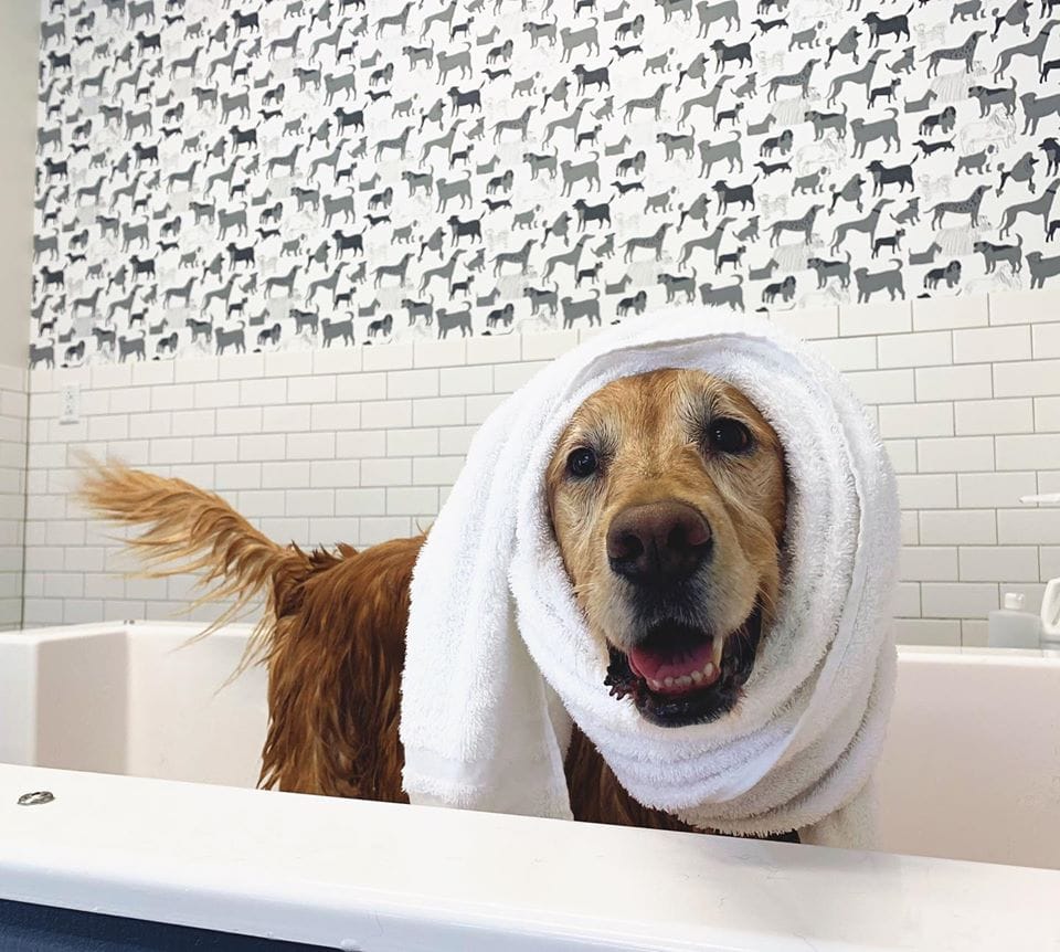 Dog wrapped in a towel at the self-serve dog wash