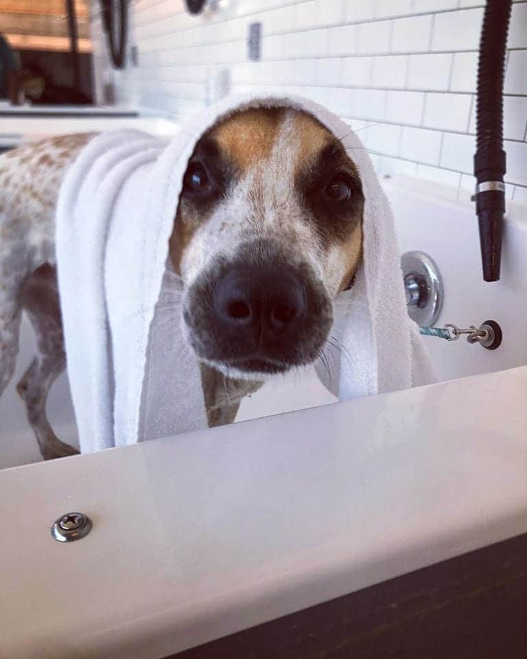 Dog in a Bath Towel