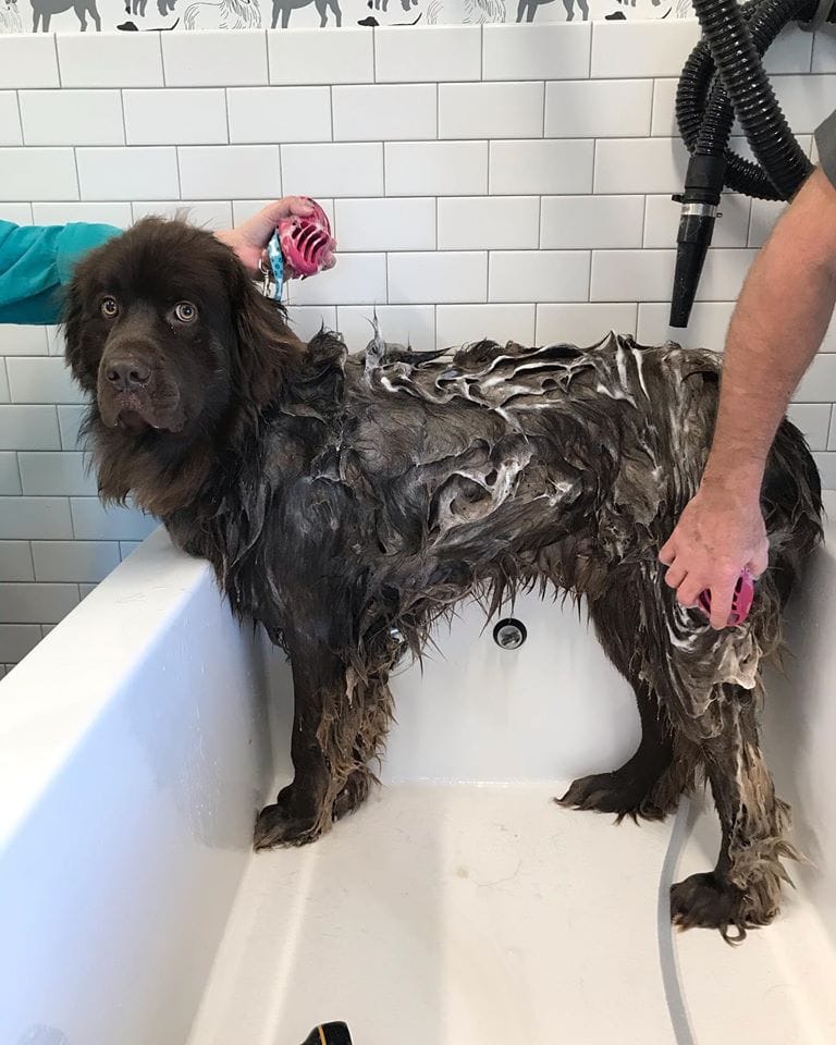 Dog Being Bathed
