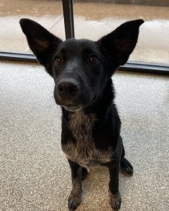 Dog Ready for the Bath