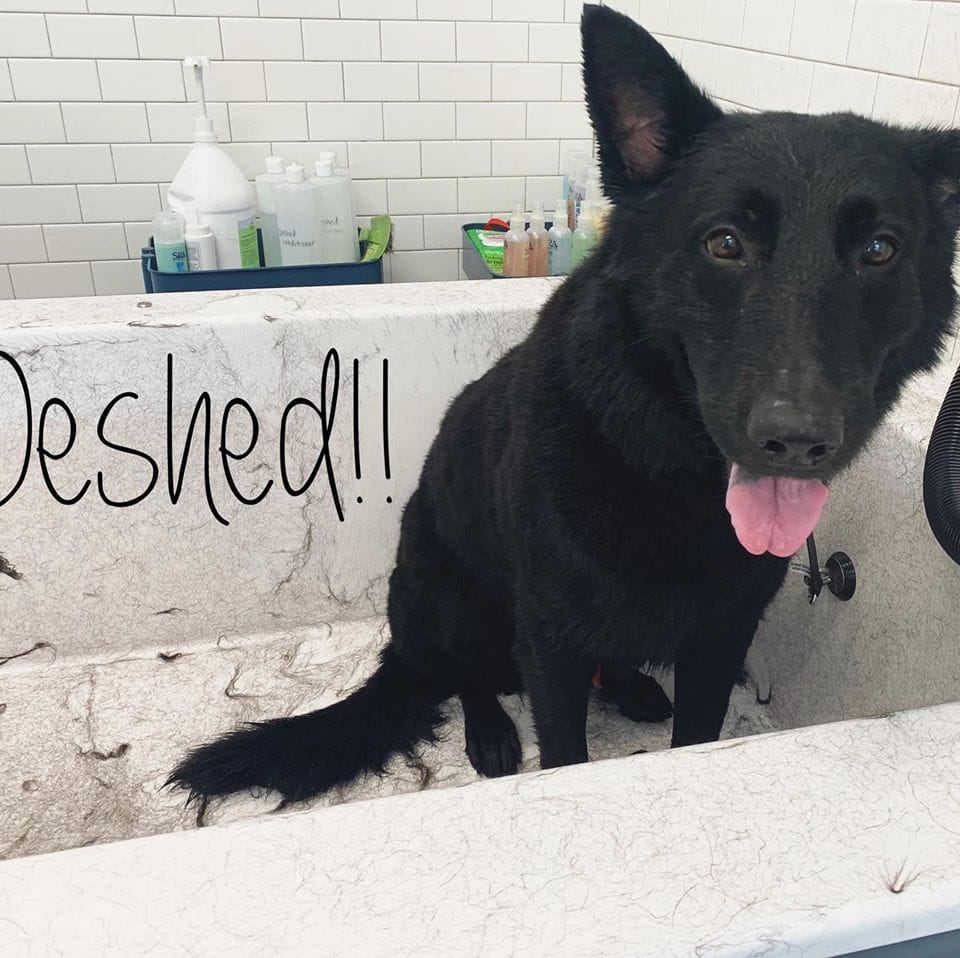 Dog in the Bath