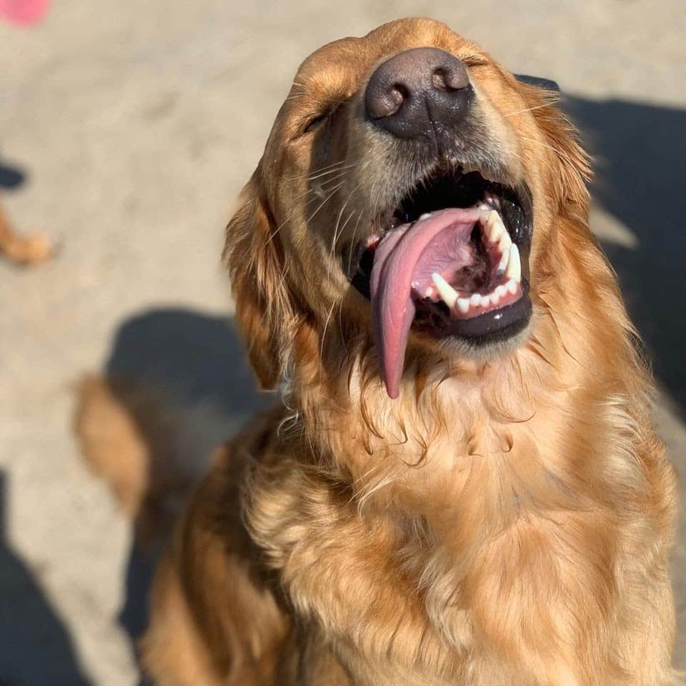 Happy golden retriever at Doggy daycare