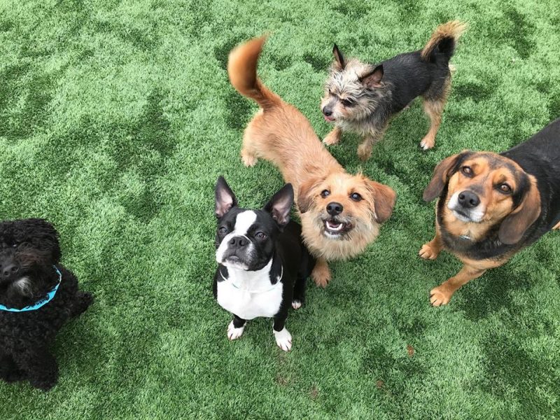 What Type of Dog Breed Am I? Take the Quiz to Find Out