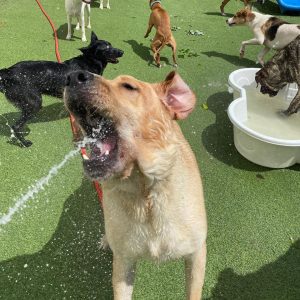 Dog at Doggie Daycare at Hounds Lounge in North Little Rock