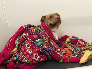 Dog with blanket during thunderstorm