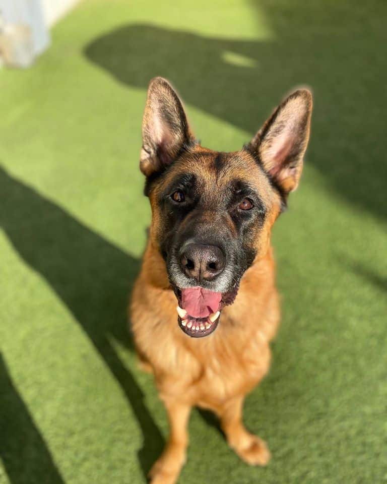 dog with large upright ears