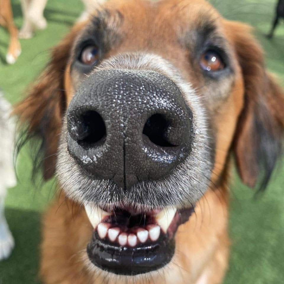 Kennel cough can be spread through direct contact (1) Kennel cough can be spread through direct contact (1)