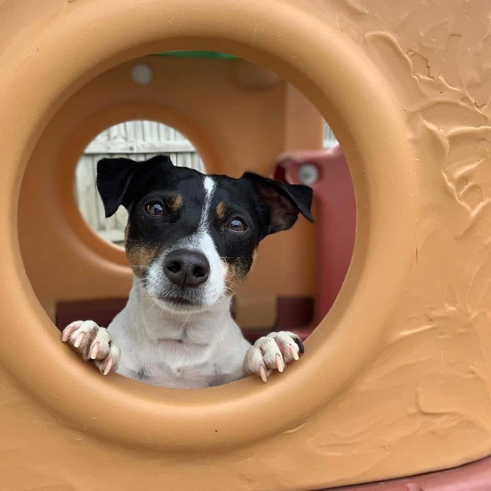 Pup plays safely at Hounds Lounge Doggie Daycare