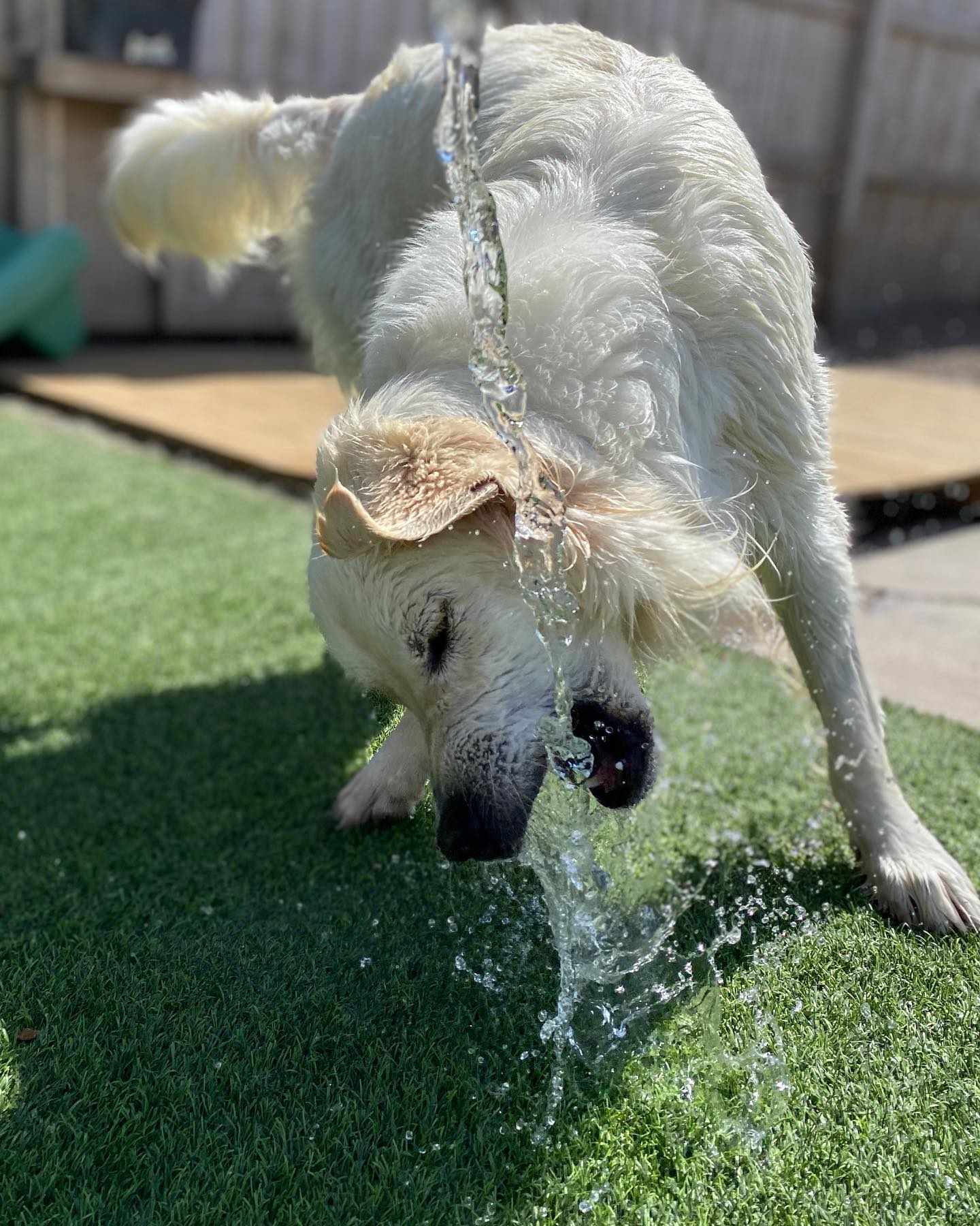 White dog drinking water from a hose during doggy daycare in Little Rock