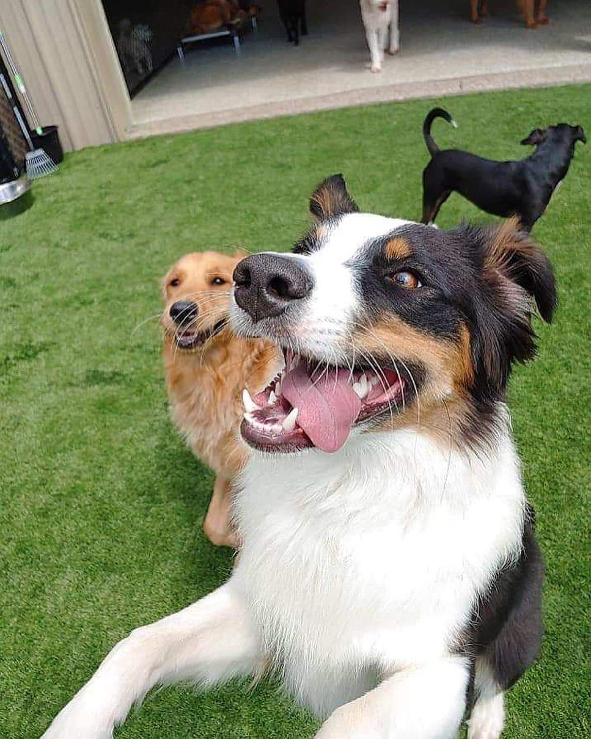 dog running at doggy daycare at houds lounge